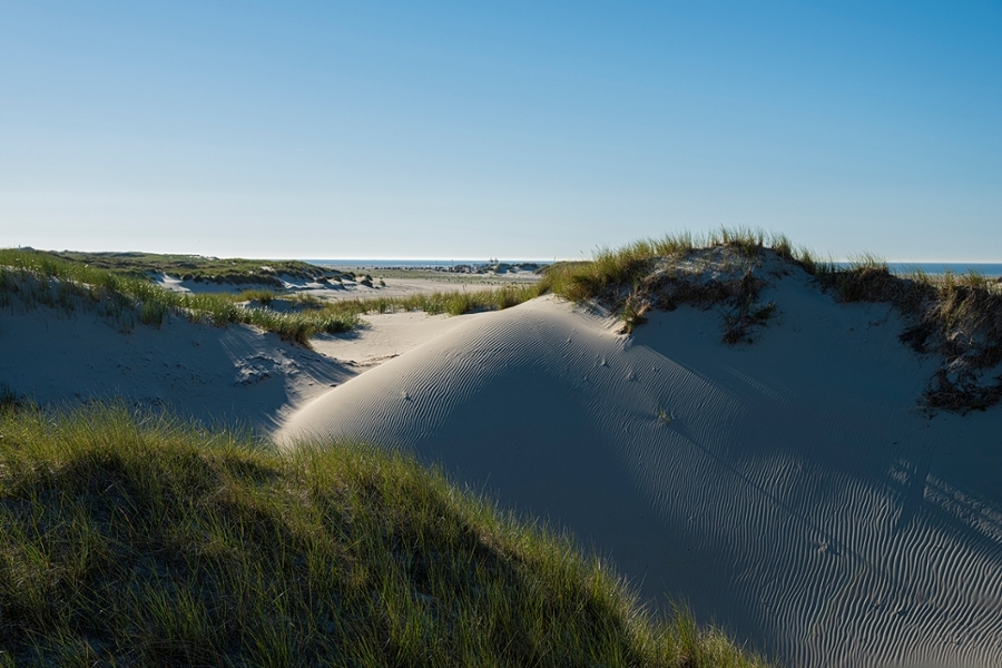 Die Dünen auf der Insel Norderney Die Dünen auf der Insel Norderney