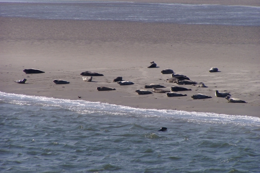 Viele Seehunde liegen auf einer Sandbank